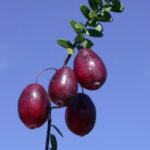 2024 Great Lakes EXPO provides expert insights on apple, blueberry and cranberry crop management