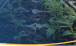 What’s next for greenhouse production?